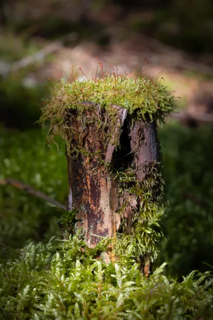 A close-up of a moss-covered tree stump in a green forest floor setting.