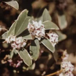 A close-up of Daphne Odora blossoms in natural light, showcasing their delicate structure and fragrance.