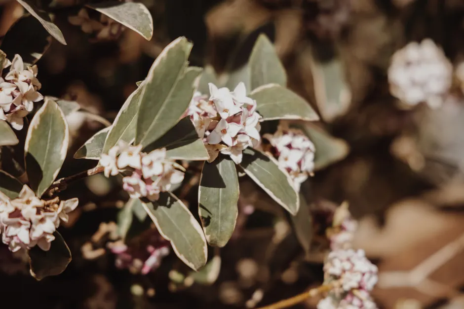 A close-up of Daphne Odora blossoms in natural light, showcasing their delicate structure and fragrance.