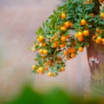 A close-up view of a mandarin tree with ripe fruit in a decorative pot.