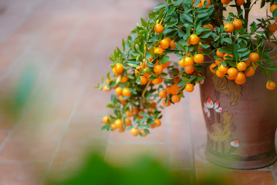 A close-up view of a mandarin tree with ripe fruit in a decorative pot.