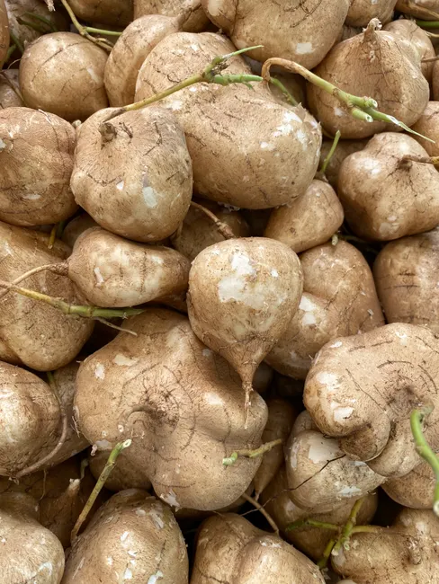 A close-up view of fresh jicama tubers with earthy textures on display at a market.