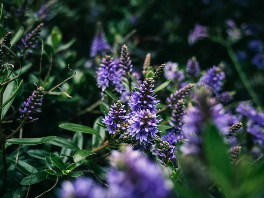 A delicate macro shot of purple Hebe flowers displaying vibrant petals in lush greenery.