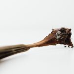 A detailed close-up of a dry plant stem with soil, set against a white background.