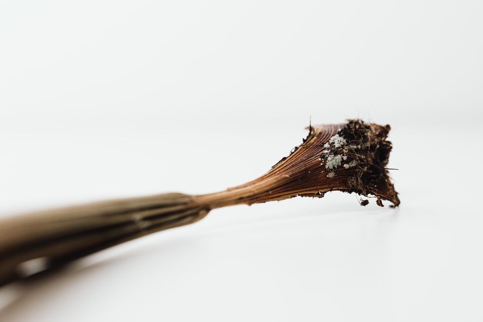 A detailed close-up of a dry plant stem with soil, set against a white background.