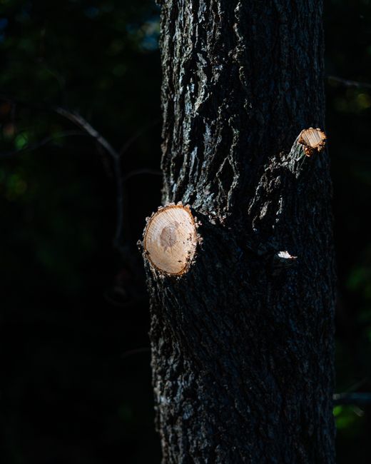 A detailed view of a freshly pruned tree branch in a dimly lit forest setting, Nashville, TN.