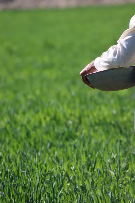 A farmer sowing seeds by hand in a lush, green agricultural field during the day.