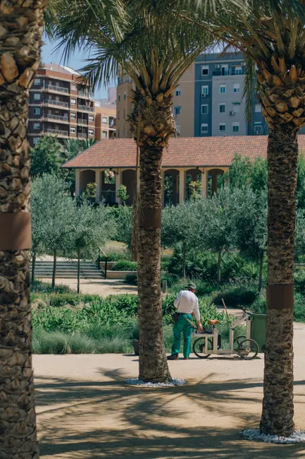 A gardener tends to plants in a city park, framed by palm trees and buildings.