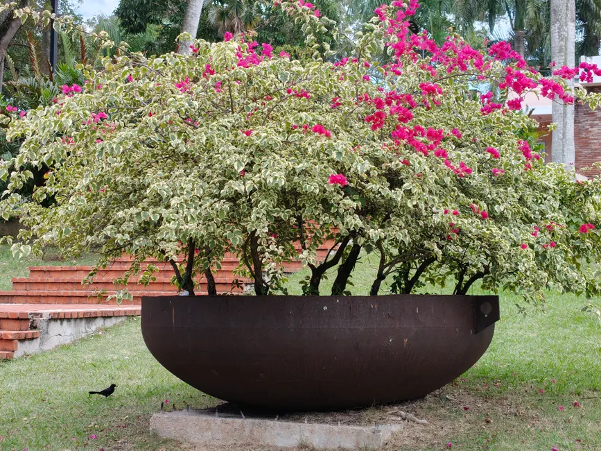 A lush Bougainvillea bush with red flowers in a large rustic planter outdoors.