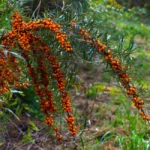 Argousier au jardin : planter en automne, récolter en octobre, gare aux épines A lush branch of sea buckthorn with vibrant orange berries, captured in a natural outdoor setting.