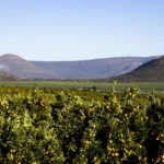 Agrumes bio en 2026 : couvert végétal avant l'engrais, mais pas sans analyse A lush citrus orchard set against rolling hills under a clear blue sky.