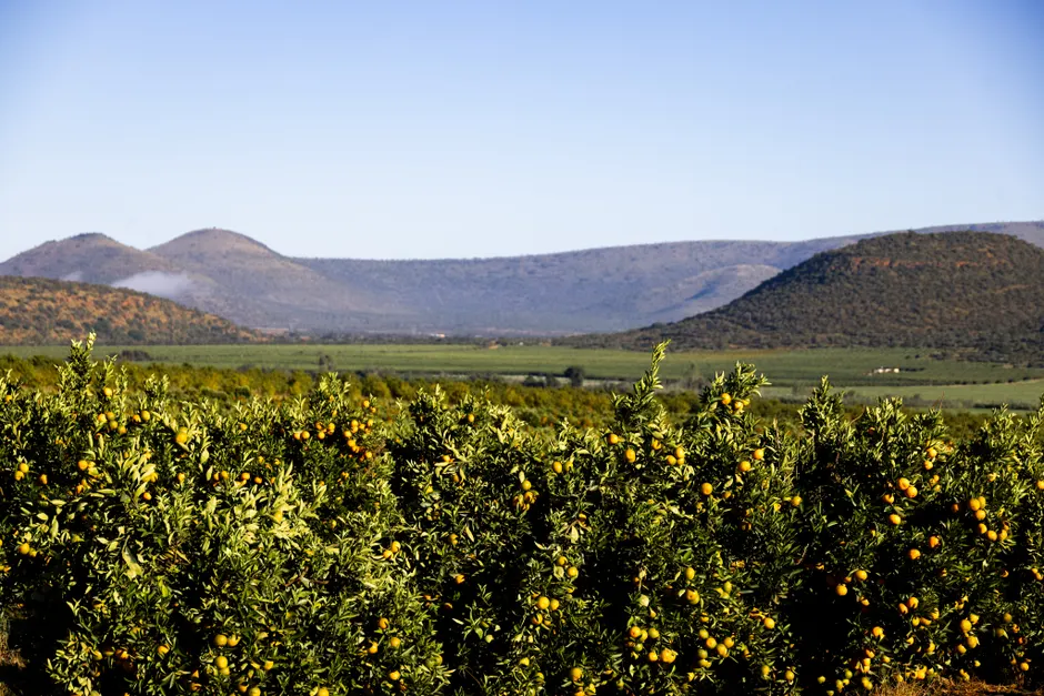 A lush citrus orchard set against rolling hills under a clear blue sky.
