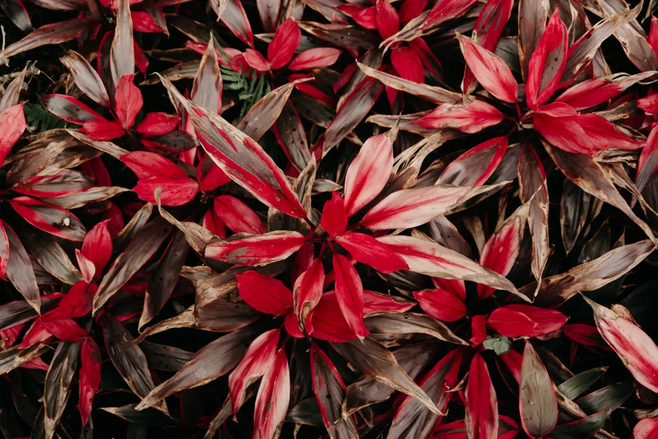 A lush display of vibrant red Cordyline leaves showcasing natural beauty and texture.