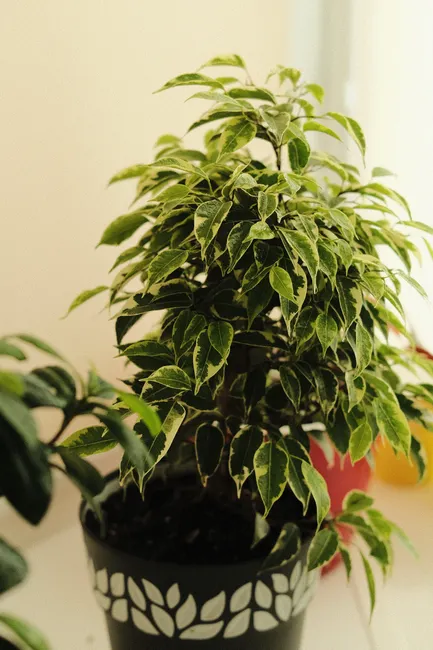 A lush indoor ficus plant in a decorative pot, perfect for home decor inspiration.