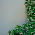 Morelle faux-jasmin : des fleurs de juin aux premières gelées, mais le gel veille A lush star jasmine vine with white flowers climbing a textured white wall. Perfect for nature and design themes.