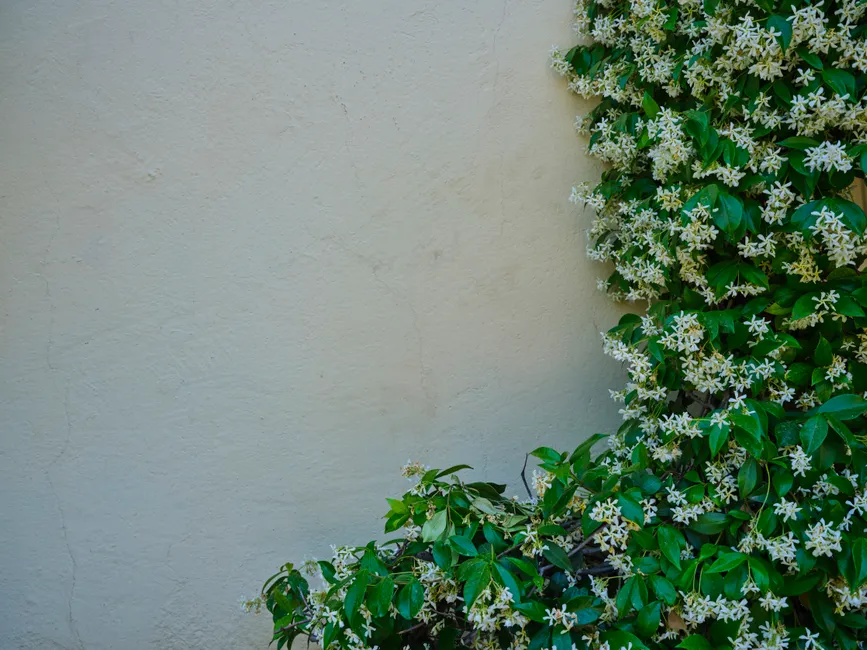A lush star jasmine vine with white flowers climbing a textured white wall. Perfect for nature and design themes.