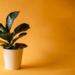 Ficus qui perd ses feuilles en automne : 5 causes à vérifier A potted fiddle leaf fig plant with lush greenery against a solid yellow backdrop, perfect for interior decor inspiration.