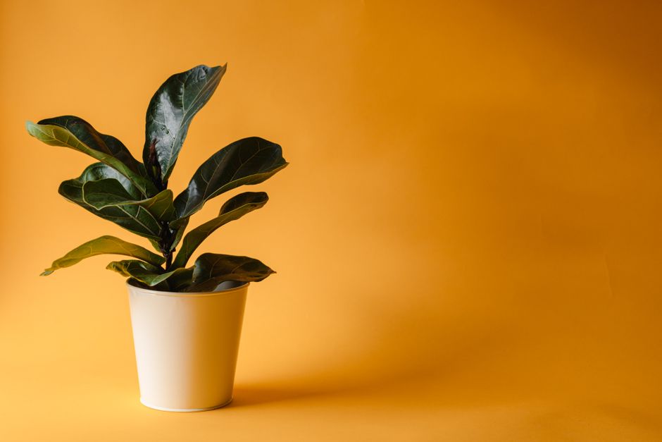 A potted fiddle leaf fig plant with lush greenery against a solid yellow backdrop, perfect for interior decor inspiration.