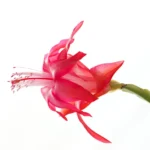 A striking close-up of a vibrant red Christmas cactus flower against a white background.