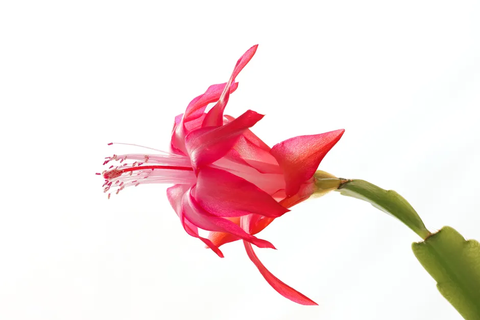 A striking close-up of a vibrant red Christmas cactus flower against a white background.