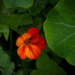 Fleurs comestibles au jardin en 2026: 10 fleurs, l'identification d'abord A striking orange nasturtium flower surrounded by lush green leaves, showcasing nature's vivid colors.