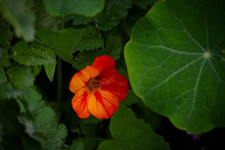 A striking orange nasturtium flower surrounded by lush green leaves, showcasing nature's vivid colors.