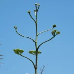 Hélianthi : plantez en mars-avril, la touffe peut atteindre 3 mètres A tall agave plant with budding flowers set against a vibrant blue sky, showcasing nature's unique beauty.
