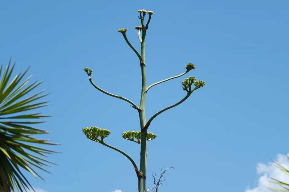 A tall agave plant with budding flowers set against a vibrant blue sky, showcasing nature's unique beauty.