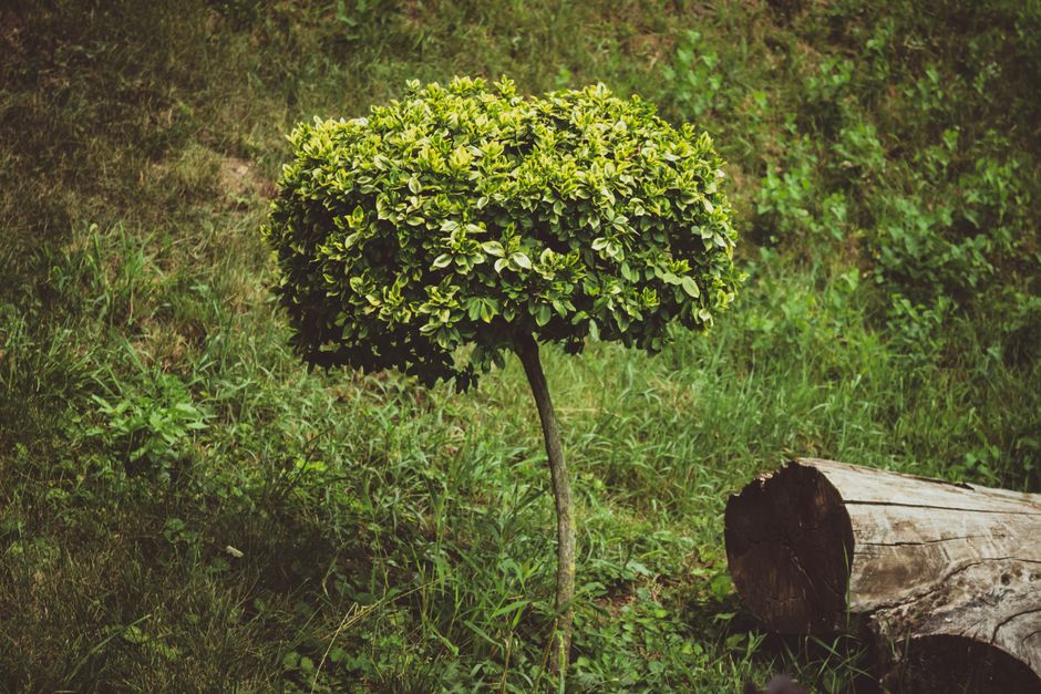 A vibrant boxwood tree growing in a lush, green park in Chișinău, Moldova.