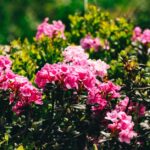 A vibrant display of pink rhododendron flowers blooming in a lush garden setting.