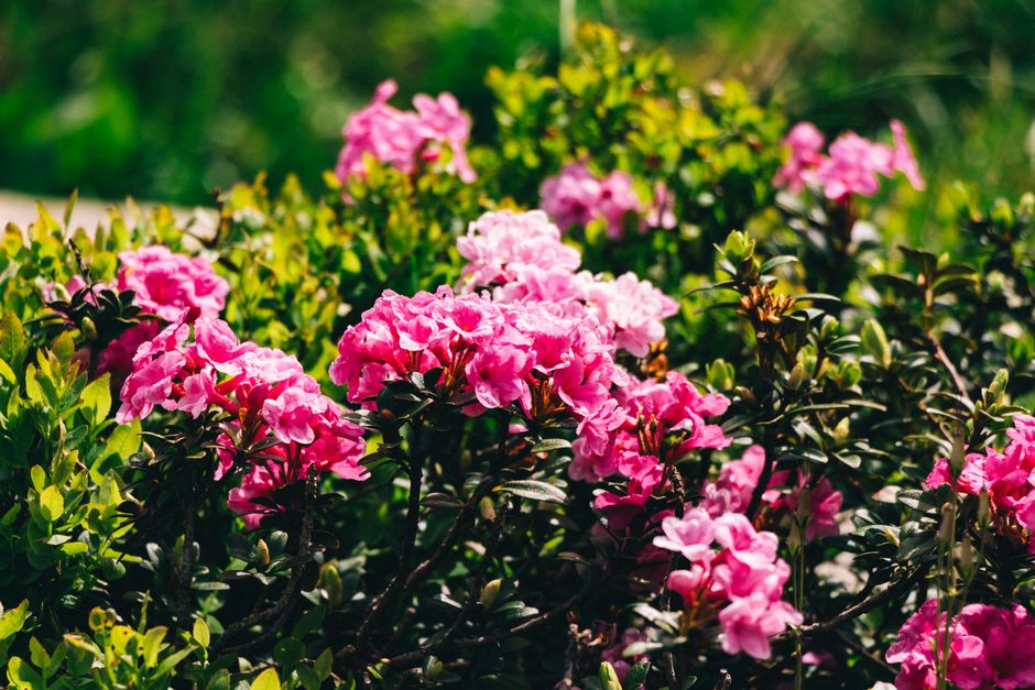 A vibrant display of pink rhododendron flowers blooming in a lush garden setting.