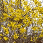 A vibrant display of yellow forsythia flowers blooming in Wayland, Massachusetts.