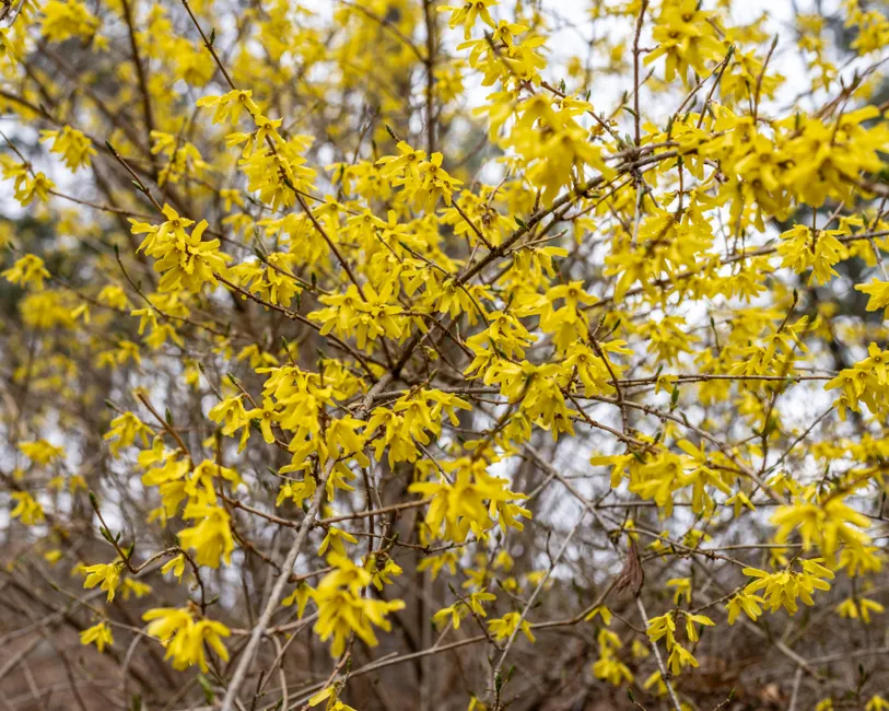 A vibrant display of yellow forsythia flowers blooming in Wayland, Massachusetts.