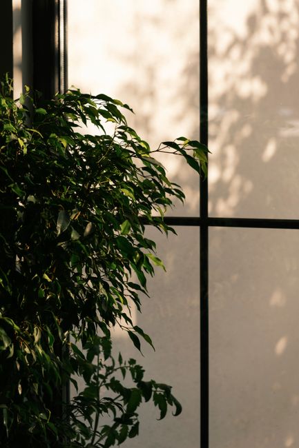 A vibrant ficus tree in a sunlit room next to a minimalist window, creating a serene atmosphere.
