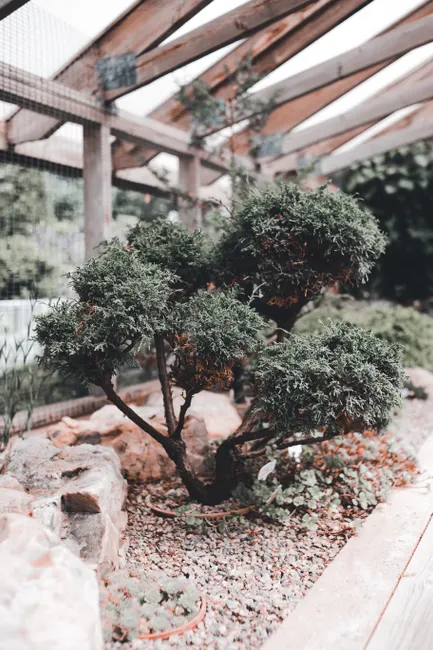 A vibrant juniper shrub thriving in a rustic garden with natural wooden structures.