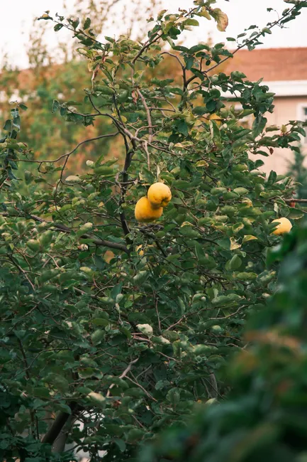 A vibrant quince tree with ripe yellow fruits outdoors in a garden setting.