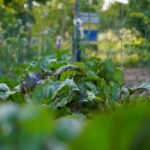 Betterave au potager en 2026 : semer de mars à juillet sans jouer des coudes A vibrant vegetable garden in summer showcasing healthy beetroot plants with lush green leaves.