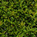 A vibrant wall of lush green laurel leaves, offering a fresh, natural texture ideal for backgrounds.