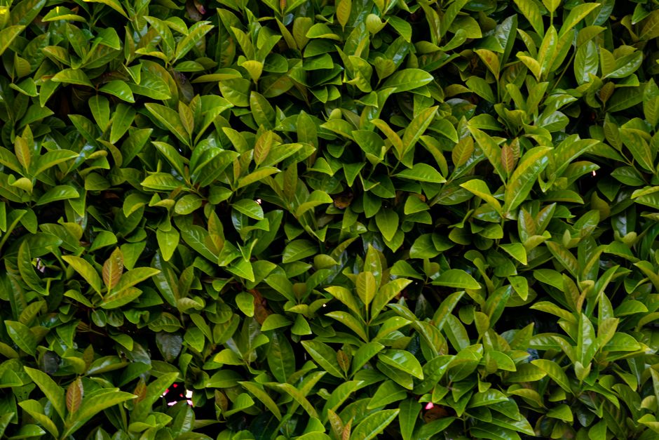 A vibrant wall of lush green laurel leaves, offering a fresh, natural texture ideal for backgrounds.