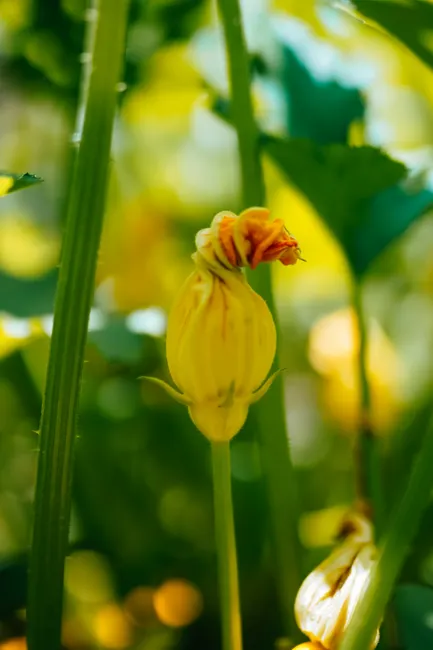 A vibrant yellow squash blossom captured in a sunlit garden, showcasing the beauty of nature.