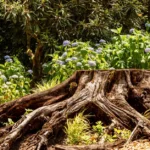 A weathered tree stump surrounded by vibrant hydrangeas, evoking a serene woodland garden scene.