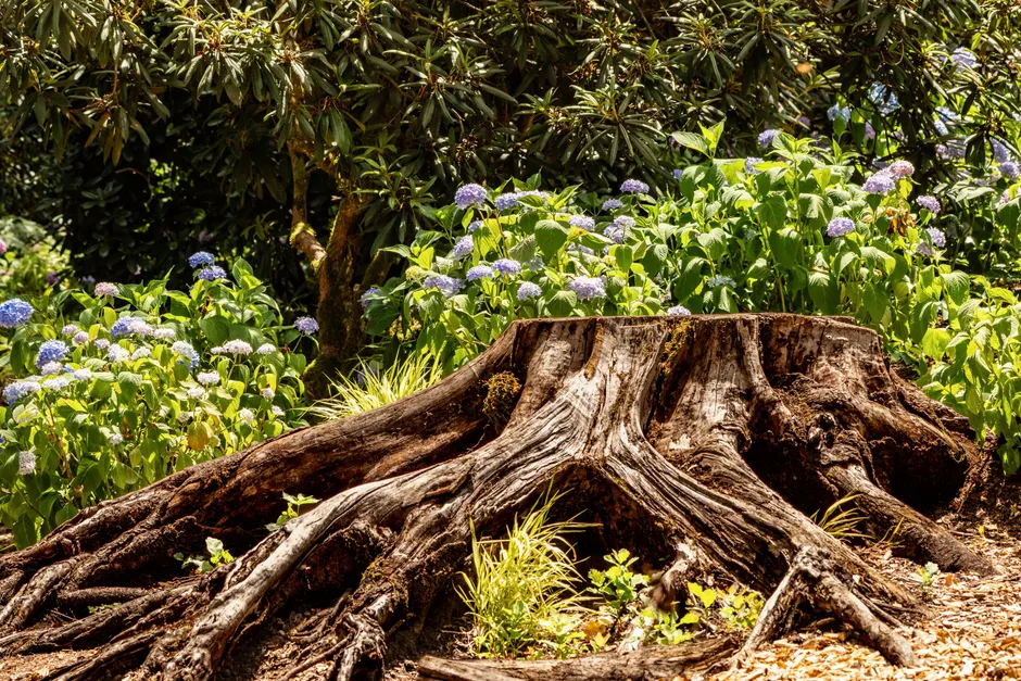 A weathered tree stump surrounded by vibrant hydrangeas, evoking a serene woodland garden scene.