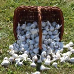 Ail du potager : récolte en juillet-août, 10 mois au sec, pas au frigo A wicker basket filled with fresh garlic bulbs tipped over on a grassy field.