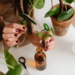 Bouture de rhododendron : 10 à 15 cm, ou le marcottage A woman carefully potting pilea plants. Ideal for gardening and houseplant care themes.