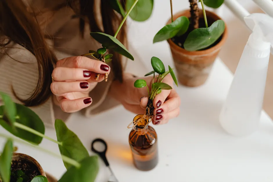 A woman carefully potting pilea plants. Ideal for gardening and houseplant care themes.