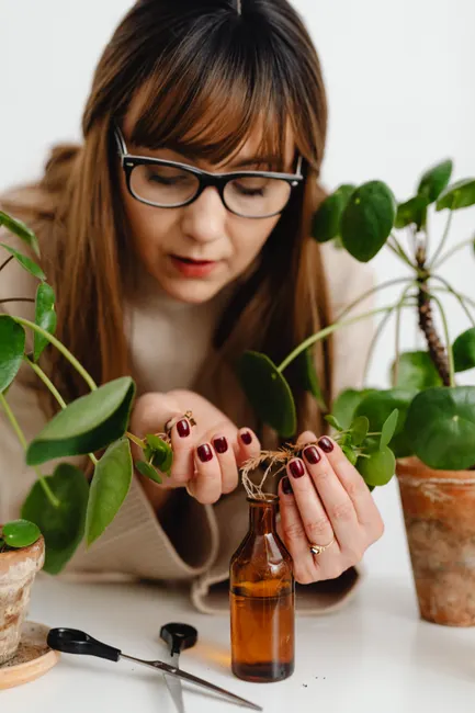 A woman carefully propagates houseplants using a glass bottle and scissors indoors.