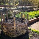 Terreau de feuilles mortes : 12 à 18 mois, la patience fait le tri A woven compost bin in a lush garden with spring plants thriving in sunlight.