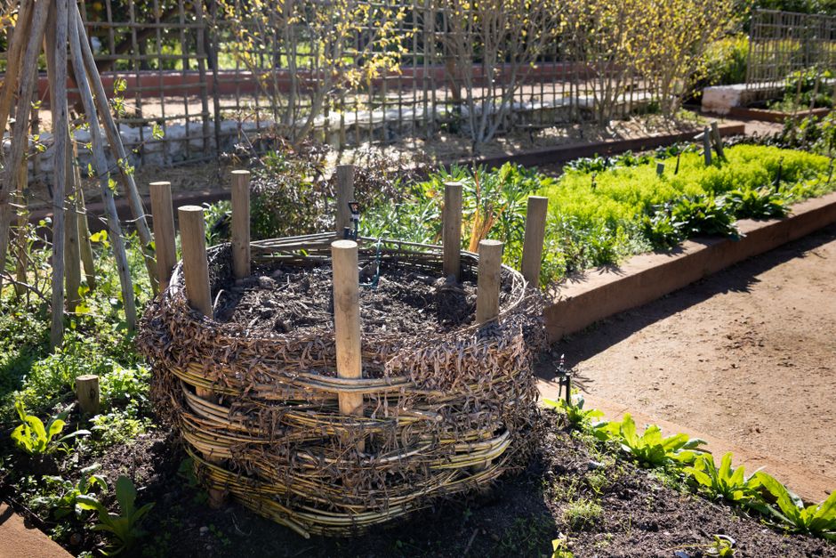 A woven compost bin in a lush garden with spring plants thriving in sunlight.