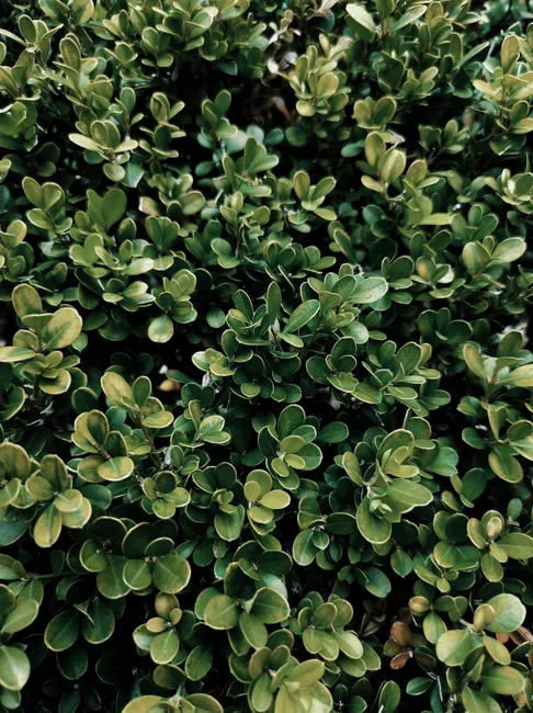 Beautiful close-up shot of vibrant green boxwood leaves, perfect for nature-inspired designs.