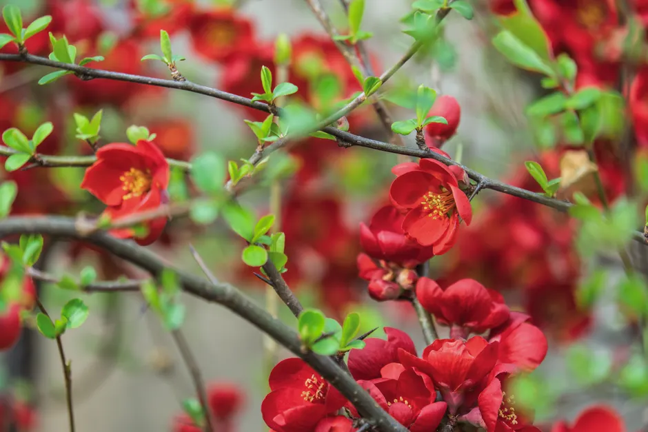 Beautiful Japanese quince flowers in full bloom, showcasing bright, vivid colors.